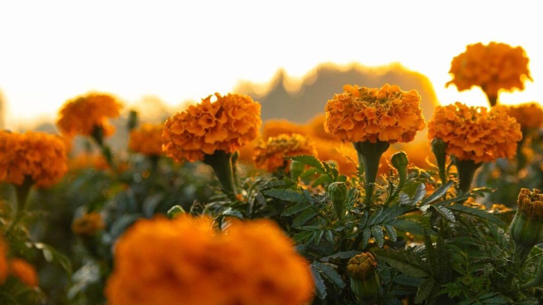 cempasuchil-cdmx-dia-de-muertos-102424