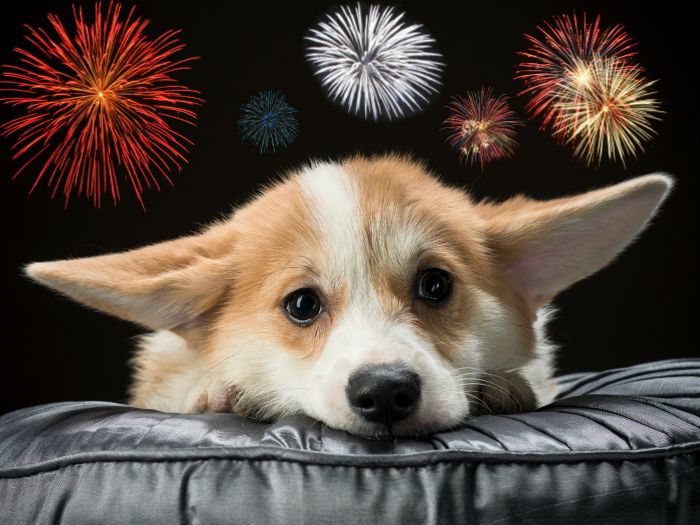 Piden evitar pirotecnia en fiestas decembrinas por daño a animales