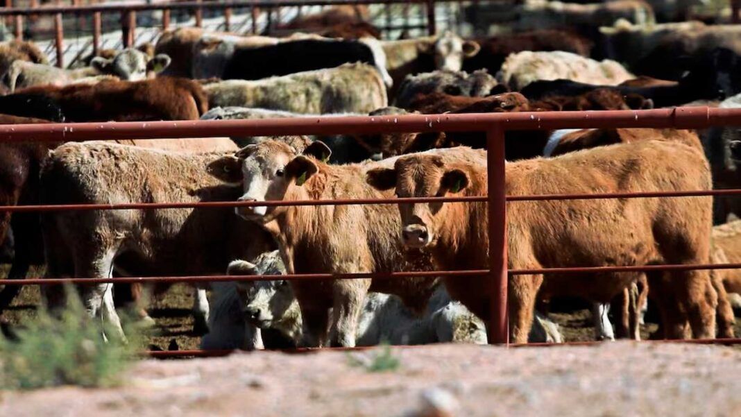 Reportan más de 700 casos activos de gusano barrenador; Oaxaca y Chiapas encabezan