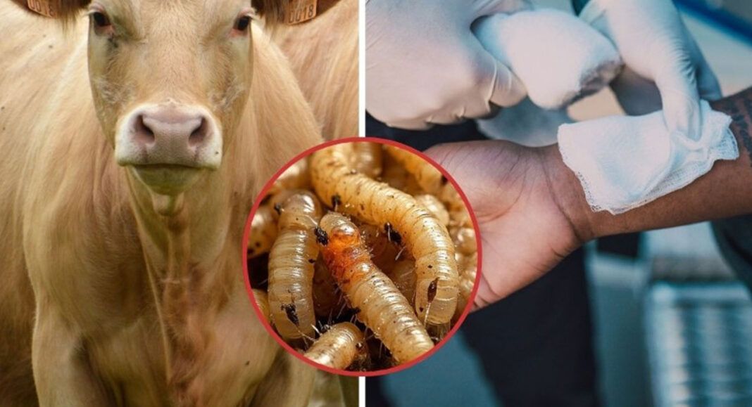 Suman nuevos casos de miasis en Oaxaca; ya son 16 afectados por gusano barrenador