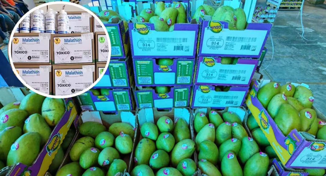 Aumentan huertos con mango contaminado y alertan riesgo para exportación en Oaxaca